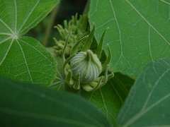 Hibiscus mutabilis