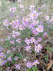 Galatella angustissima