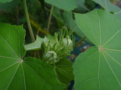 Hibiscus mutabilis