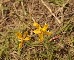 Cyanella lutea