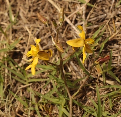 Cyanella lutea