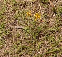Cyanella lutea