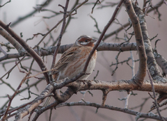 Emberiza leucocephalos