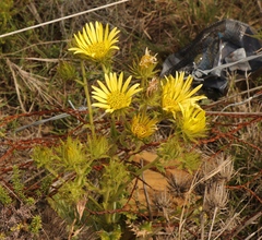 Berkheya carlinoides