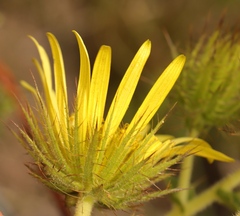 Berkheya carlinoides