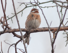 Emberiza leucocephalos
