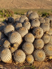 Copiapoa dealbata