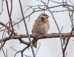Emberiza leucocephalos