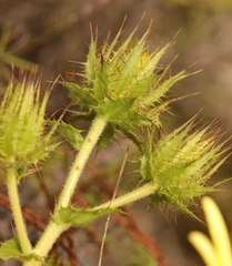 Berkheya carlinoides