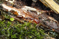 Odontomachus rixosus