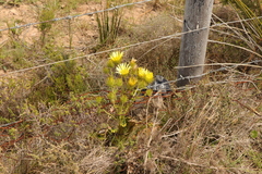 Berkheya carlinoides