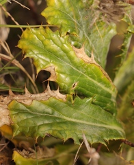 Berkheya carlinoides