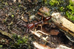 Odontomachus rixosus