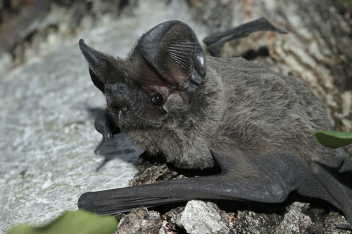 European Free-tailed Bat, Centre-Plainpalais-Acacias, Genève, Switzerland, photo 7 of 10