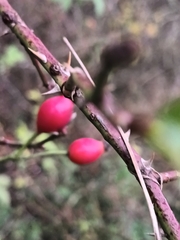 Rosa canina