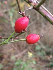 Rosa canina