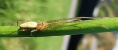 Tetragnatha extensa