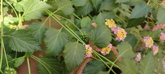 Lantana camara