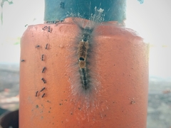 Dasychira chekiangensis