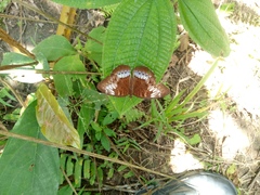 Tanaecia pelea