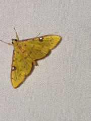 Archernis callixantha