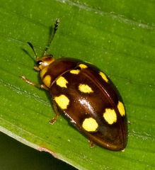 Iphiclus duodecimpustulatus