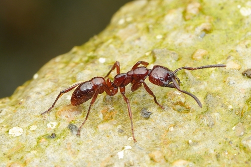 缅甸细颚猛蚁Leptogenys birmana