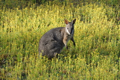 Notamacropus eugenii