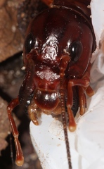 Stenopelmatus
