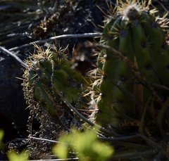 Trichocereus candicans