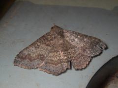 Ericeia inangulata