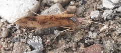 Limnephilus