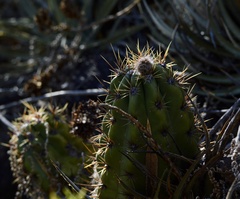 Trichocereus candicans