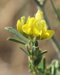 Medicago