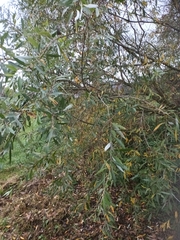 Salix alba