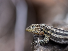 Microlophus indefatigabilis