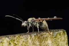 Polyrhachis proxima