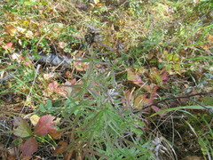 Dracocephalum ruyschiana