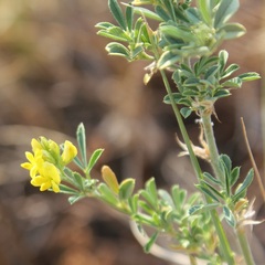 Medicago