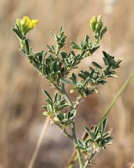Medicago