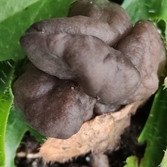 Helvella lacunosa