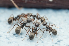 Dolichoderus thoracicus