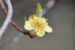 Kageneckia lanceolata