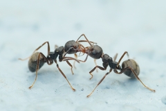 Dolichoderus thoracicus