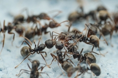 Dolichoderus thoracicus