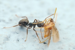 Dolichoderus thoracicus