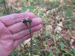 Saussurea controversa