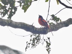 Pericrocotus solaris