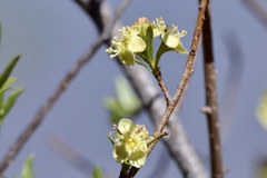 Kageneckia lanceolata