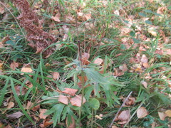 Anemonastrum crinitum